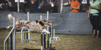 Agility Dog